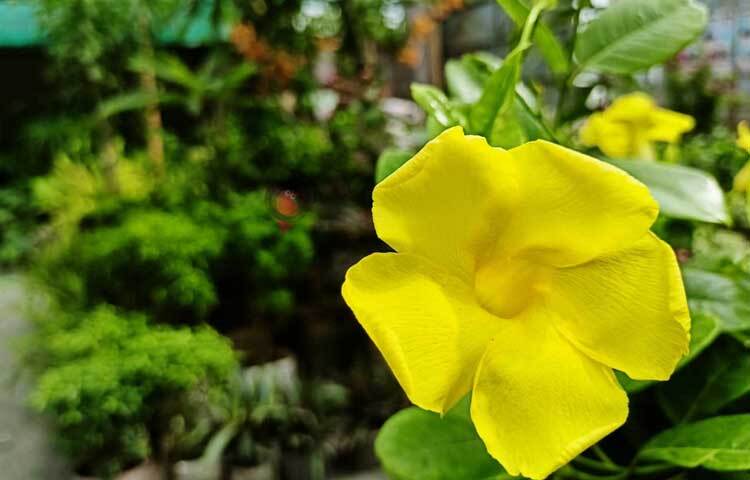 কদম, কেয়া, কামিনী, বেলি ও বকুলের মন মাতানো সুবাসে এখন মুখরিত চারপাশ। ছবি: মাহবুব আলম