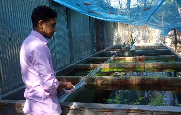 তার খামারের বিভিন্ন প্রজাতির মাছ আকারভেদে ১০ টাকা থেকে ৫০০ টাকা পর্যন্ত বিক্রি হচ্ছে। সারাদেশে অক্সিজেন ব্যাগে এসব রঙিন মাছ পরিবহন করা হচ্ছে। ছবি: ইব্রাহিম সুজন