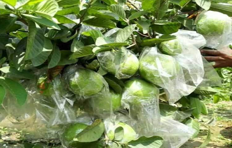 এ বছর প্রায় ১২ লাখ টাকার পেয়ারা বিক্রি করতে পারবেন বলে আশাবাদী তারা। এক সপ্তাহ ধরে ওই বাগানের পেয়ারা বিক্রি হচ্ছে। প্রতিদিন বাগানে এসে পেয়ারা কিনে নিয়ে যাচ্ছেন পাইকার ও স্থানীয়রা। ছবি: এম মাঈন উদ্দিন