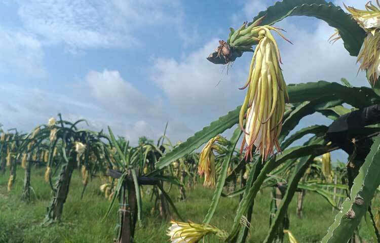 ফুলে-ফলে ভরপুর পুরো বাগান। ছবি: আয়শা সিদ্দিকা আকাশী