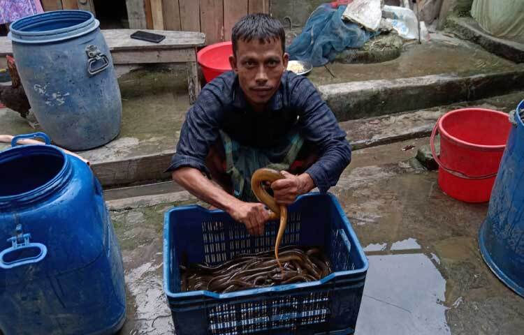 রূপগঞ্জ উপজেলার জলাশয়ে শতাধিক শিকারি চোঙা বা ওকার ফাঁদ পেতে বিশেষ পদ্ধতিতে প্রতিদিন প্রায় ৫০০-৬০০ কেজি কুঁচিয়া শিকার করছেন। প্রতি মাসে প্রায় ৫০-৬০ লাখ টাকা আয় করছেন তারা। ছবি: জাগো নিউজ