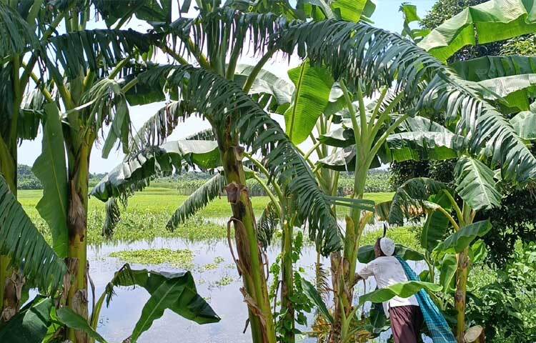 জানা গেছে, কৃষির প্রতি অকৃত্রিম ভালোবাসা থেকে সোনারগাঁয়ের সনমান্দী ইউনিয়নের মশুরাকান্দা গ্রামে ৩ বছর আগে নিজের সাড়ে ৩ বিঘা জমিতে কলা গাছের বিশাল বাগান গড়ে তুলেছেন আব্দুস সোবহান। ছবি: রাশেদুল ইসলাম রাজু