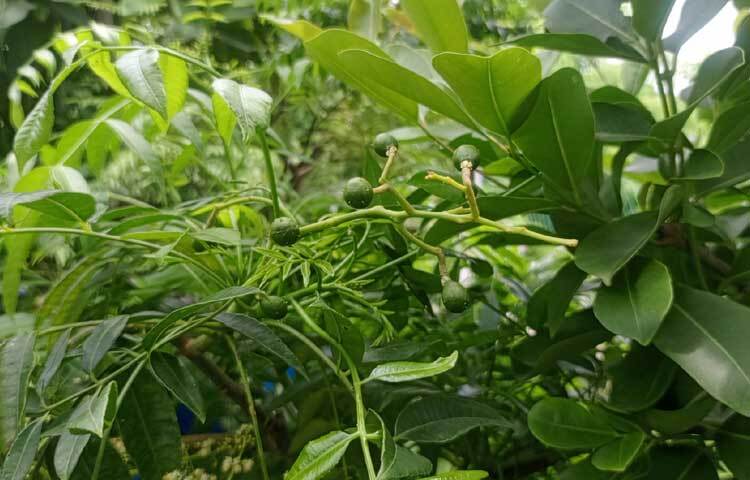 ঢাকা বিশ্ববিদ্যালয়ের গণিত বিভাগের চেয়ারম্যান অধ্যাপক ড. শহীদুল ইসলাম এবং তার স্ত্রী নাসরিন ইসলামের ভালোবাসা ও যত্নে গড়ে উঠেছে এ বাগান। ছবি: হাসান আলী