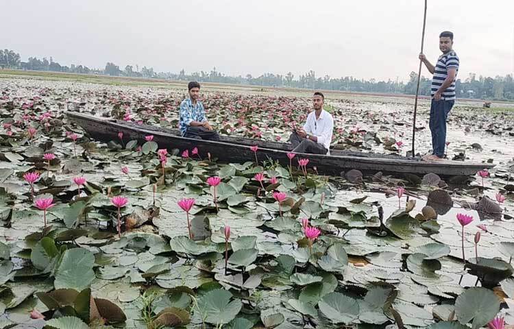 এ বিলের পানিতে লতাপাতা গুল্মে ভরা শত সহস্র লাল শাপলা এ যেন প্রকৃতির বুকে আঁকা এক নকশি কাঁথা। ছবি: ফজলুল করিম ফারাজী