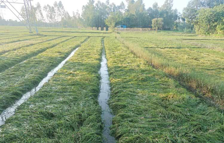 বৃষ্টি ও পাহাড়ি ঢলে ক্ষতিগ্রস্ত হয়েছে আমনের বীজতলা ও সবজির। ছবি: এম মাঈন উদ্দিন