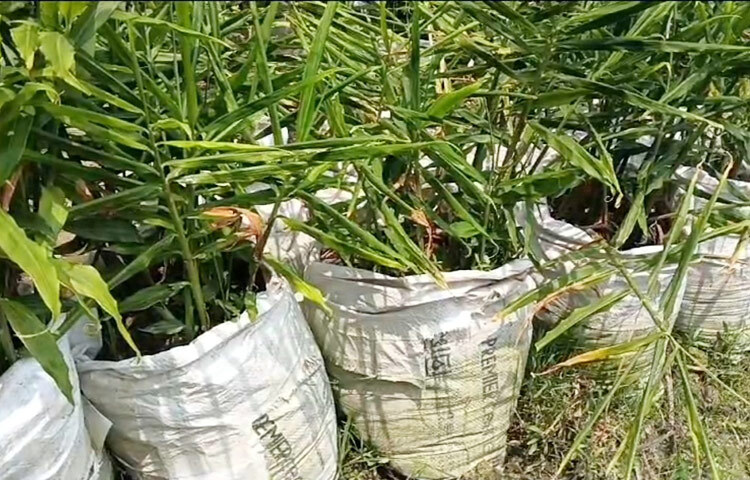 ফেব্রুয়ারি মাসে ১ হাজার বস্তায় আদা চাষ করতে খরচ হয়েছে ৪৪ হাজার টাকা। প্রতি বস্তায় যদি ১ কেজি করেও আদা পাওয়া যায়, তাহলে উৎপাদন হবে ১ হাজার কেজি। ছবি: আল মামুন