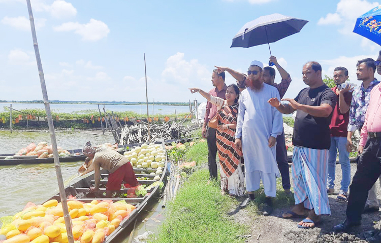 মাচায় মাচায় ঝুলছে হলুদ, কালো বিভিন্ন ধরনের তরমুজ। কালিয়া পৌরসভার ছোট কালিয়ার গোবিন্দনগর এলাকার বিলে, সালামাবাদ ইউনিয়নের ভাউরীর চর বিলে, বাওইসোনা ইউনিয়নের ডুটকুড়া বিলে এবং ভক্তডাঙ্গা বিলের অসংখ্য মাছের ঘেরের পারে বিশেষ জাতের বারোমাসি তরমুজ আবাদ হয়েছে। ছবি: হাফিজুল নিলু
