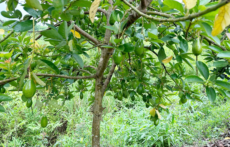 আগামীতে তিনি চাষের পরিধি বাড়ানোর পাশাপাশি চারা বাজারজাত করার সিদ্ধান্ত নিয়েছেন। দেশে যেসব বিদেশি ফলের চাষ জনপ্রিয়তা পাচ্ছে, তার মধ্যে অ্যাভোকাডো অন্যতম। এটি অন্য ফলের তুলনায় মিষ্টতা কম হওয়ায় ডায়াবেটিস রোগির জন্য খুবই উপযোগী। ছবি: এম মাঈন উদ্দিন