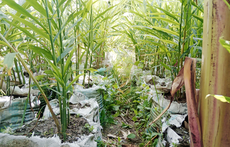 জেলায় ৩ লাখ ৩২ হাজার ৭৭৫ বস্তায় আদা চাষ হচ্ছে। মসলা এবং ভেষজ ওষুধ হিসেবে আদা ব্যবহার হওয়ায় এর দামও বেশ চড়া। তাই পরিবারের প্রয়োজন মেটানোর পাশাপাশি বাণিজ্যিকভাবে বাড়তি লাভের আশায় বস্তায় আদা চাষ শুরু করেছেন অনেকে। ছবি: ইব্রাহিম সুজন