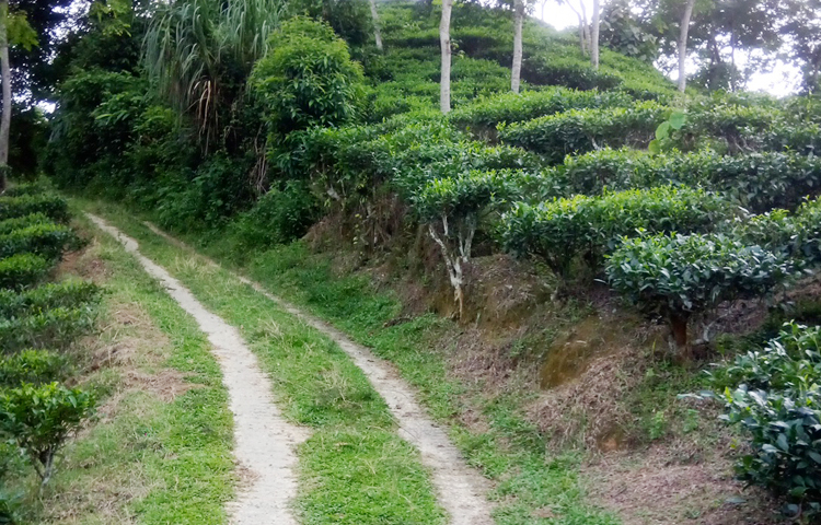 চারদিকে সারি সারি চা বাগান, সবুজ ঘেরা গাছ আবহাওয়াকে শীতল করে রাখে। শহরের অসহ্য গরমও যেন এখানে এসে বিদায় নিতে বাধ্য হয়। ছবি: জীবন পাল