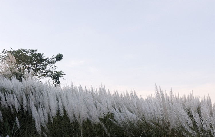জমজমাট হয়ে ওঠে উপজেলা পরিষদের সামনে শীতলক্ষ্যা পাড়ের শ্মশান ঘাট এলাকা। কাশফুলের শুভ্রতায় সেখানে বসে কেউ গল্প করেন। কেউবা আবার কাশফুলের সঙ্গে সেলফি বা ছবি তুলতে ব্যস্ত হয়ে পড়েন। ছবি: আব্দুর রহমান আরমান