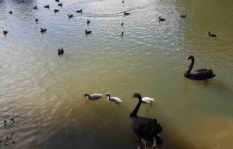 সকাল সকাল খাদ্যের সন্ধানে বেড়িয়ে পরেছে রাজহাঁসগুলো। ছবি: মো. ইয়াকুব আলী