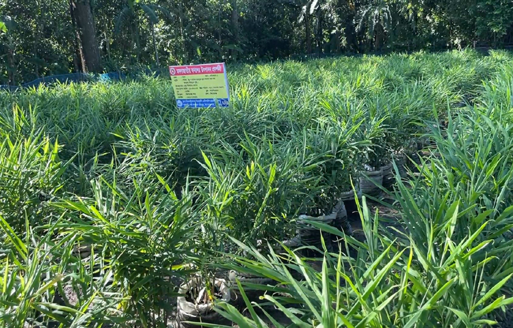 একটি বস্তায় ১ থেকে দেড় কেজি আদা ফলনের সম্ভাবনা দেখছেন তিনি। জেলায় এ বছর প্রায় দেড় লাখ বস্তায় আদা চাষ হয়েছে। যাতে উৎপাদন লক্ষ্যমাত্রা নির্ধারণ করা হয়েছে ১৫০ মেট্রিক টন। এগুলো অনাবাদি পতিত জমিতেও চাষ করা যায়। ছবি: এসকে রাসেল