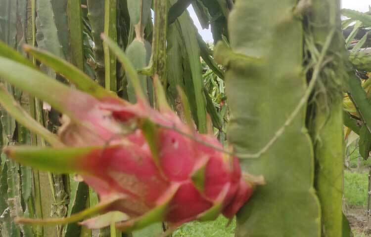 প্রতিটি চারাগাছে ১০০ টাকা খরচে সব মিলে এখন পর্যন্ত ব্যয় হয়েছে ২ লাখ টাকা। দীর্ঘমেয়াদী এ প্রজেক্ট থেকে এখন পর্যন্ত লাখ টাকা আয় করেছেন তিনি।