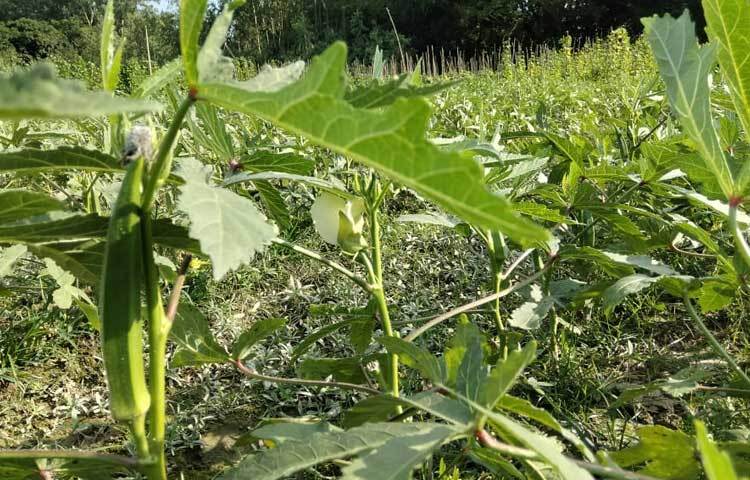 শুধু নিজেদের চাহিদা মেটাতেই নয়, বাণিজ্যিকভাবে চাষ হচ্ছে শিম, ফুলকপি, বাঁধাকপি, ঢেঁড়স, মুলা, বেগুনসহ নানা ধরনের শাক-সবজি।