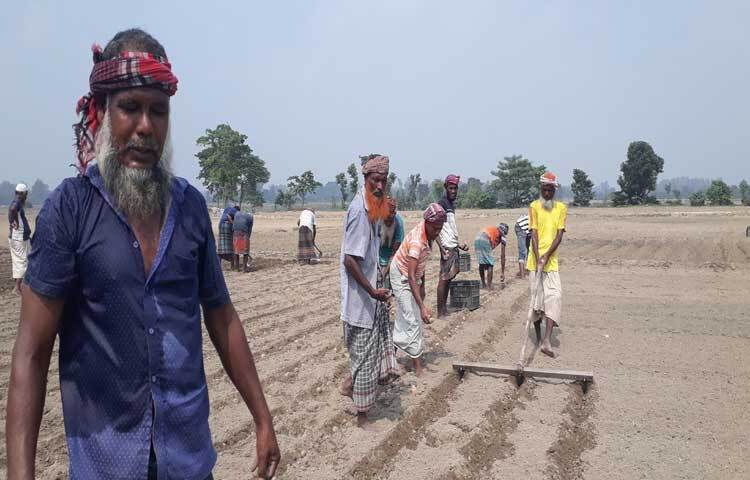চাষে ব্যয় বাড়লেও আবহাওয়া অনুকূলে থাকায় স্বল্পমেয়াদী আগাম আমন ধান ঘরে তুলে সে জমিতেই আলুর জন্য হালচাষ, পরিচর্যা, সার প্রয়োগ, হিমাগার থেকে বীজ সংগ্রহ ও বপনে ব্যস্ত সবাই।