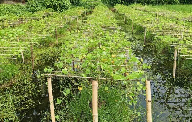 উপজেলার ৯১০ হেক্টর জমির অধিকাংশ পানিতে ডুবে যাওয়ায় পোকার আক্রমণে গোঁড়া পচে যাচ্ছে।