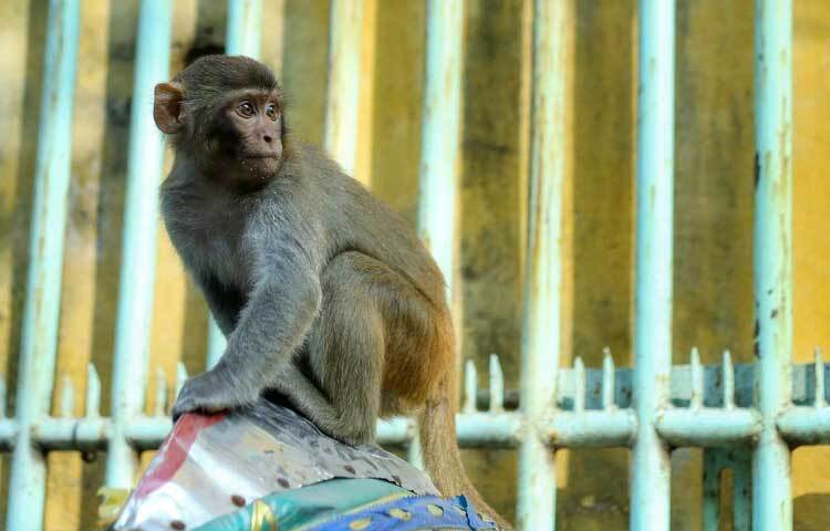 কারখানা থেকেও তাদের একবেলা খাবার দিয়ে থাকে। এছাড়া সিটি করপোরেশন থেকেও তাদের মাঝে মধ্যে খাবার দেওয়া হয়।