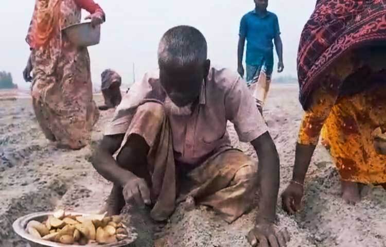 আবহাওয়া অনুকূলে থাকলে কৃষকরা এবার লাভবান হবে বলে আশা কৃষি অধিদপ্তরের।