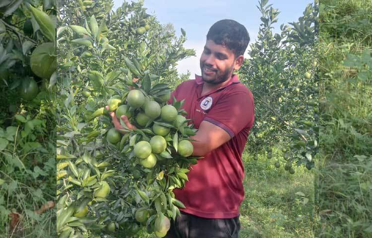 চলতি বছর আবহাওয়া অনুকূলে এবং ভালো ফলন হাওয়ায় ১০ লাখ টাকার মাল্টা বিক্রির সম্ভাবনার কথা জানান তিনি। এরই মধ্যে ৩ লাখ টাকার মাল্টা বিক্রি করেছেন ফাহিম।