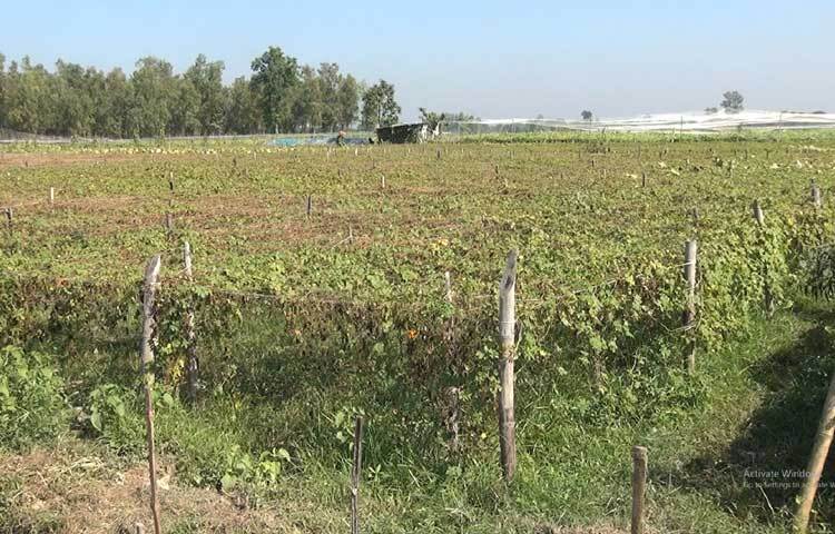 চলতি বছরের অতিবৃষ্টি ও বন্যায় ক্ষতিগ্রস্ত চাষিরা এখন ক্ষতি পুষিয়ে নিতে শীতকালীন সবজি চাষে ঝুঁকছেন।