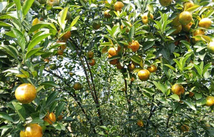 নার্সারি ব্যবসার পাশাপাশি শখের বশে রামরঙ্গন কমলা চাষ করে স্বাবলম্বী হওয়ার স্বপ্ন দেখছেন তিনি।