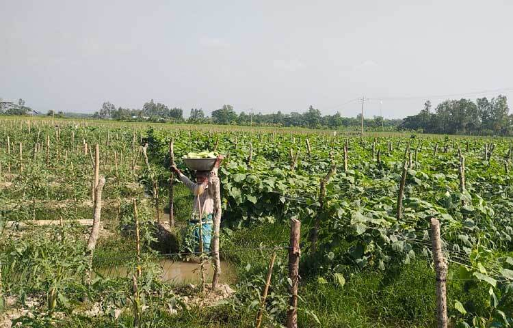 উপজেলার করেরহাট, হিঙ্গুলি, ইছাখালী, দুর্গাপুর, খৈয়াছড়া, ওয়াহেদপুর ও সাহেরখালী ইউনিয়নে খিরা চাষ হয় বেশি। এর মধ্যে আগাম চাষে এগিয়ে রয়েছে হিঙ্গুলি ও খৈয়াছড়া  ইউনিয়নের কৃষকেরা।
