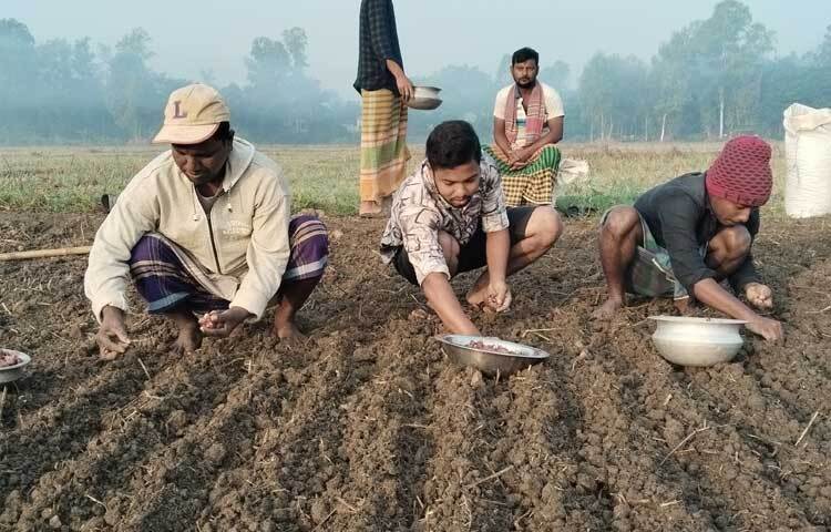 এরমধ্যে হরিরামপুর, শিবালয়, ঘিওর এবং সাটুরিয়া উপজেলায় পেঁয়াজের চাষাবাদ হয় সবচেয়ে বেশি।