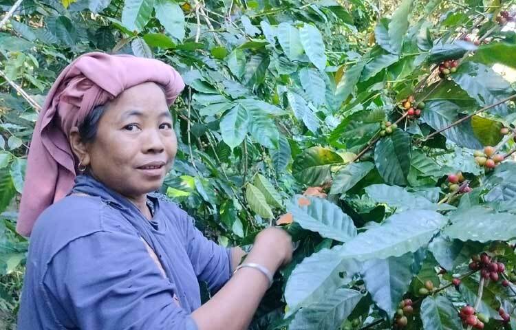 ভালো ফলন ও বাজারদর ভাল পাওয়ায় কফি চাষেই ভাগ্য বদলের স্বপ্ন দেখছেন তিনি।