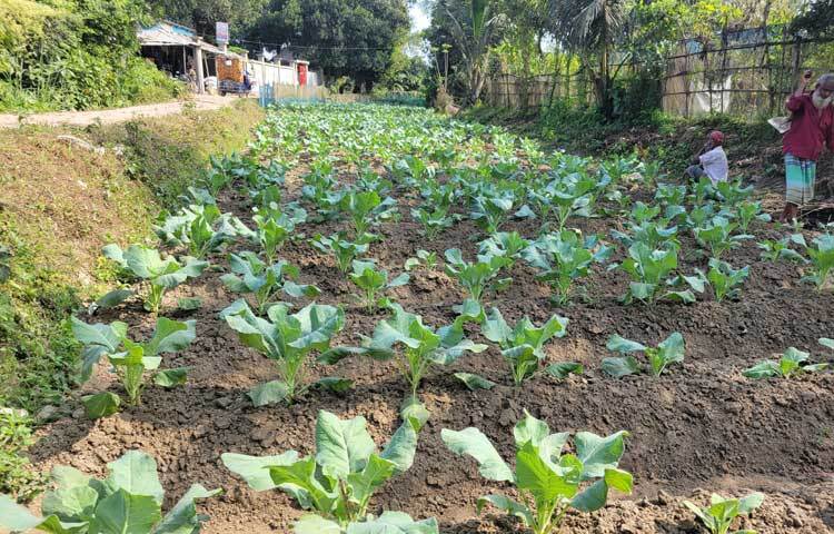 এবারও লাভবান হওয়ার স্বপ্ন দেখছেন বৃদ্ধ এই কৃষক।