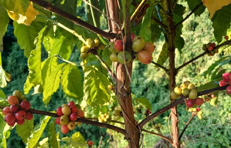 গাছে গাছে লাল-বাদামি ও সবুজ রঙের এসব কফি দেখে মন জুড়াচ্ছে কৃষক ও কৃষি কর্মকর্তাদের।
