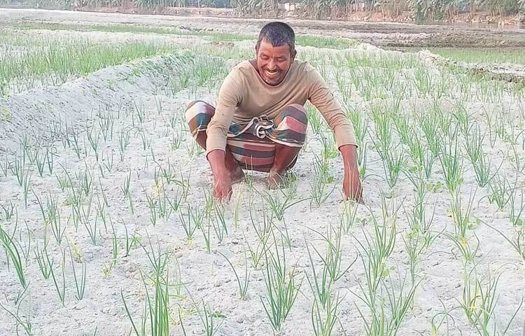 বিস্তীর্ণ চরে ভুট্টার পাশাপাশি আলু, পেঁয়াজ, রসুন, বাদাম ও বিভিন্ন শাক-সবজি চাষ শুরু করেছেন তারা।
