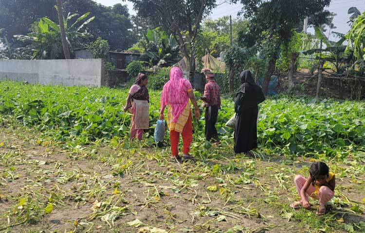 প্রতি বছরের মতো এবারও বেশি লাভের জন্য লাউশাক, লালশাক, পুঁইশাক, মুলাশাক ও নাপা শাকের বীজ রোপণ করেন।