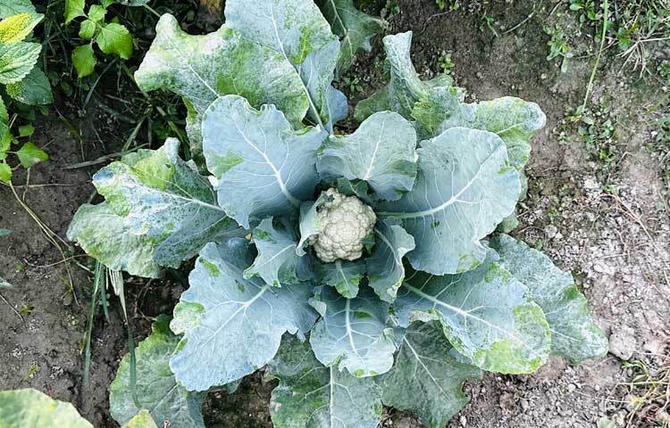 চলতি মাসেই ফসল উত্তোলন করে বাজারে তুলতে পারবেন আনিস। তার বিশ্বাস প্রতিবারের মতো এবারও লাভবান হবেন।