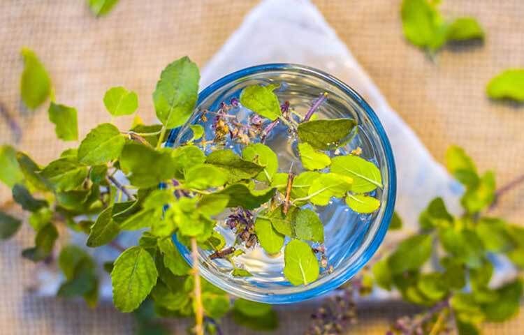 তুলসীর ইমিউনোমোডুলেটরি বৈশিষ্ট্য রয়েছে। এটি শরীরের রোগ প্রতিরোধ ক্ষমতা বাড়াতে সাহায্য করতে পারে।