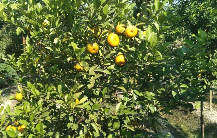 কোনোটা পেকে হলুদ হয়ে গেছে, আবার কোনোটা সবুজ রয়ে গেছে।