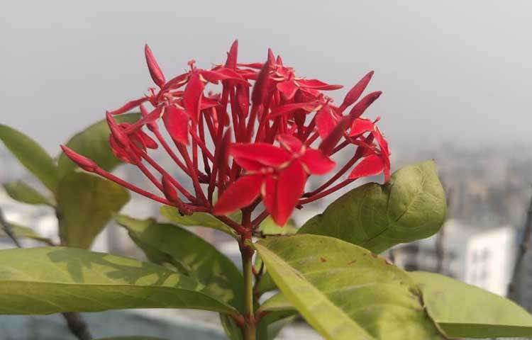 যারা ফুলের বাগান করতে ভালোবাসেন তাদের জন্য শীতকাল খুব ভালো। বারান্দায় বা ছাদে অনায়াসে লাগিয়ে ফেলতে পারেন শীতের ফুলগাছগুলো।