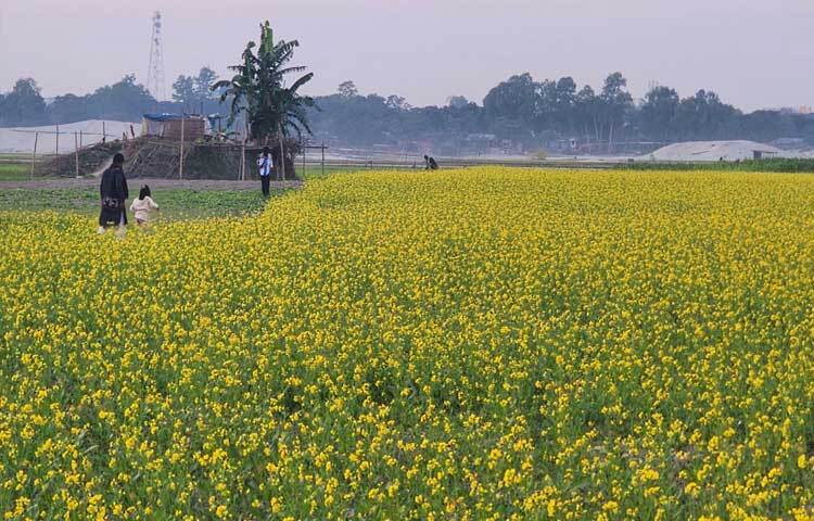 মন ভরে যাওয়া সরিষা ফুলের গন্ধে সবাই তাকিয়ে থাকেন মাঠের দিকে। এ যেন এক হলুদের পৃথিবী।