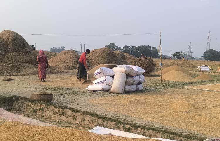 অনেকে মাঠেই ধান শুকিয়ে বস্তাবন্দি করে প্রতি মণ ১১০০-১৩০০ টাকায় বিক্রি করছেন।