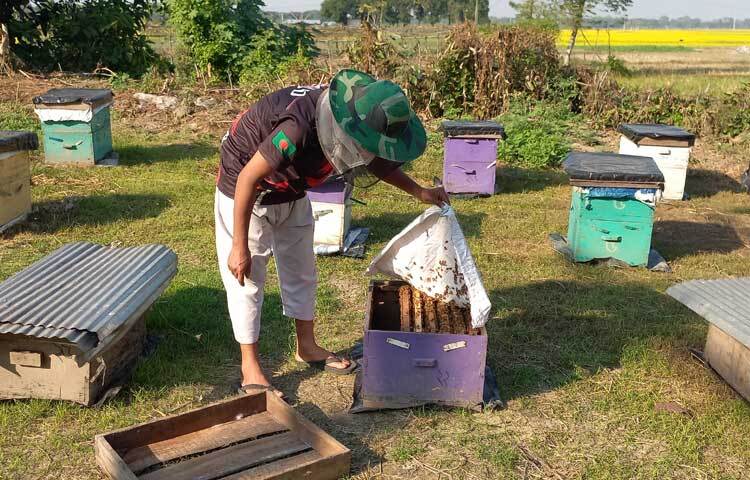 পড়াশোনার পাশাপাশি বছরের ৮ মাস ভ্রাম্যমাণ অবস্থায় জেলার বিভিন্ন স্থানে বাক্স বসিয়ে মৌমাছি পালন করে মধু আহরণ করেন মাসুদ। এতে একদিকে যেমন মধু আহরণ করে লাভবান হচ্ছেন, তেমনই মৌমাছির মাধ্যমে ফসলের পরাগায়ন ঘটায় উৎপাদন বেড়ে লাভবান হচ্ছেন চাষিরা।