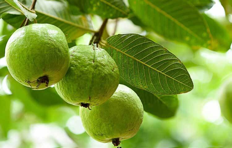 পেয়ারা ও এর পাতায় আছে হাইপোগ্লাইসেমিক বা গ্লুকোজবিরোধী প্রভাব। যা রক্তে শর্করা ও কোলেস্টেরলের মাত্রা নিয়ন্ত্রণ করে। পেয়ারায় থাকে প্রচুর পরিমাণে অ্যাসকরবিক অ্যাসিড।