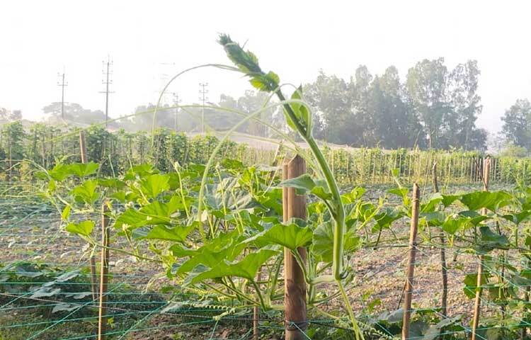 এক সময় যে জমিতে শুধু ধান চাষ হতো এখন সেখানে ধানের পরে লাউয়ের সাথে মিষ্টি কুমড়াও চাষ হচ্ছে।