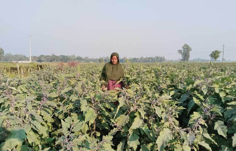 স্থানীয় কৃষি অফিস সূত্রে জানা যায়, গত বছর জেলায় ১ হাজার ৮৫ হেক্টর জমিতে বেগুন চাষ হয়েছিল। এ বছর লক্ষ্যমাত্রা ছাড়াবে বলে আশা করছেন তারা। জেলার সবচেয়ে বেশি সবজি চাষ হয় সাটুরিয়া উপজেলায়। এ উপজেলার সবজি চাষ হয়েছে ১ হাজার ৫০ হেক্টর জমিতে। তবে ৪৩১ হেক্টর জমিতে শুধু বেগুন চাষ করা হয়েছে। এর মধ্যে শুধু তিল্লি ইউনিয়নে ৩৪০ হেক্টর জমিতে চাষ হয়েছে বেগুন।