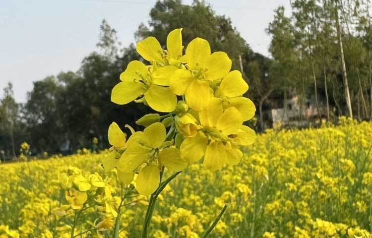 ফুলগুলোর তাদের কলি ভেদ করে সুভাস ছড়িয়ে দিচ্ছে চারদিকে। এ যেন প্রকৃতির অপার সৌন্দর্যের লীলা ভূমি।