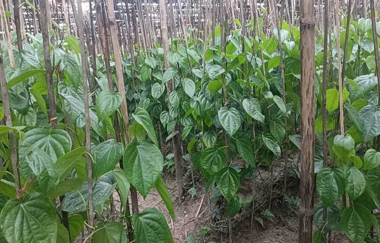 সীতাকুণ্ড উপজেলা কৃষি অফিসের তথ্য অনুযায়ী, এখানে মোট ৫০ হেক্টর জমিতে পানের আবাদ হয়। ২৫০ জন কৃষক বছরে ৬৫০ মেট্রিক টন পান উৎপাদন করেন। যার অধিকাংশই আবাদ হয় উপজেলার বারৈয়াঢালা ইউনিয়নের বিভিন্ন গ্রামে।