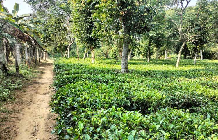 উঁচু-নিচু পাহাড়ের ভাঁজে ভাঁজে সবুজ গালিচায় মোড়ানো দুটি পাতা আর একটি কুঁড়ি যেন সবুজ পাহাড়কে আরও সবুজময় করে তুলছে।