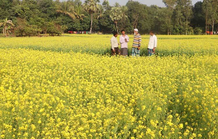 ফেনী কৃষি সম্প্রসারণ অধিদপ্তর সূত্রে জানা যায়, জেলায় চলতি মৌসুমে ৬ হাজার ৫০০ হেক্টর জমিতে সরিষা আবাদের লক্ষ্যমাত্রা নির্ধারণ করা হয়। এরই মধ্যে ৬ হাজার ৬৪ হেক্টর জমিতে সরিষা আবাদ করা হয়েছে। বিভিন্ন স্থানে সরিষা চাষের কাজ চলছে।