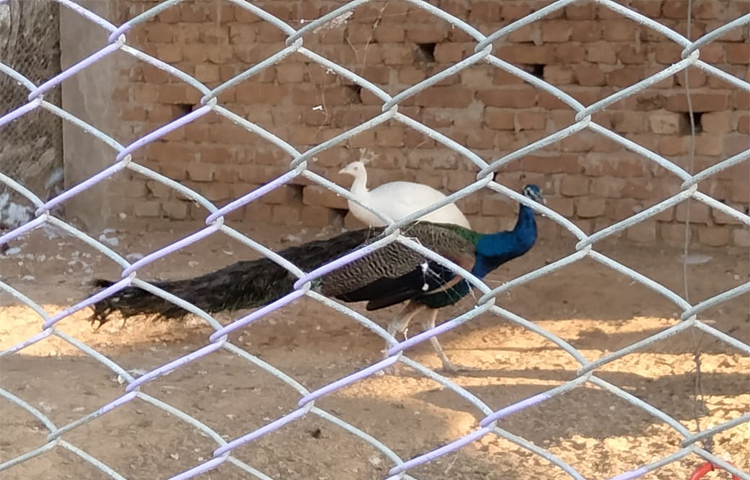 এখানে আছে সাদা ও নীল ১২টি ময়ূর, রাজহাঁস, চিনা হাঁস ও দেশি মুরগির খামার। কলা ও মাল্টার বাণিজ্যিক চাষও শুরু করেছেন এই স্বপ্নবাজ মানুষ। দৃষ্টিনন্দন কারুকাজ বিশিষ্ট বাগানকে ঘিরে গড়ে উঠেছে পর্যটনকেন্দ্র। প্রতিদিন দূর-দূরান্ত থেকে বাগানটি দেখতে ছুটে আসেন প্রকৃতিপ্রেমীরা। পরিবার-পরিজন ও বিভিন্ন প্রতিষ্ঠানের বনভোজনের সুবিধা আছে এখানে। ছবি: এম মাঈন উদ্দিন