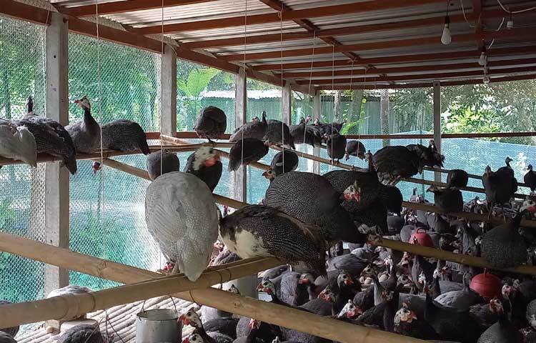 খামারের খরচ বাদ দিয়ে এখন প্রতি মাসে আয় প্রায় ৭০-৮০ হাজার টাকা। তার সফলতা দেখে আশপাশসহ বিভিন্ন স্থানের অনেকেই আগ্রহী হচ্ছেন তিতির পালনে।