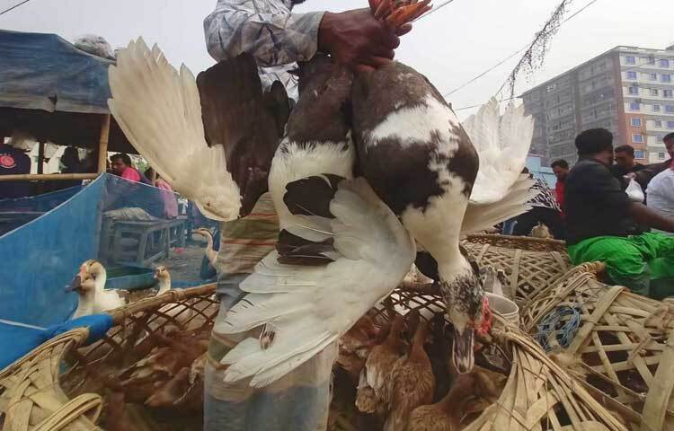 দেশি হাঁস বিক্রি হচ্ছে ৫৫০-৬০০ টাকায়।